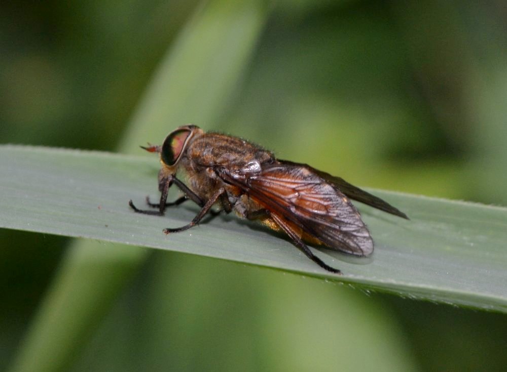 Tabanidae: Hybomitra ciureai